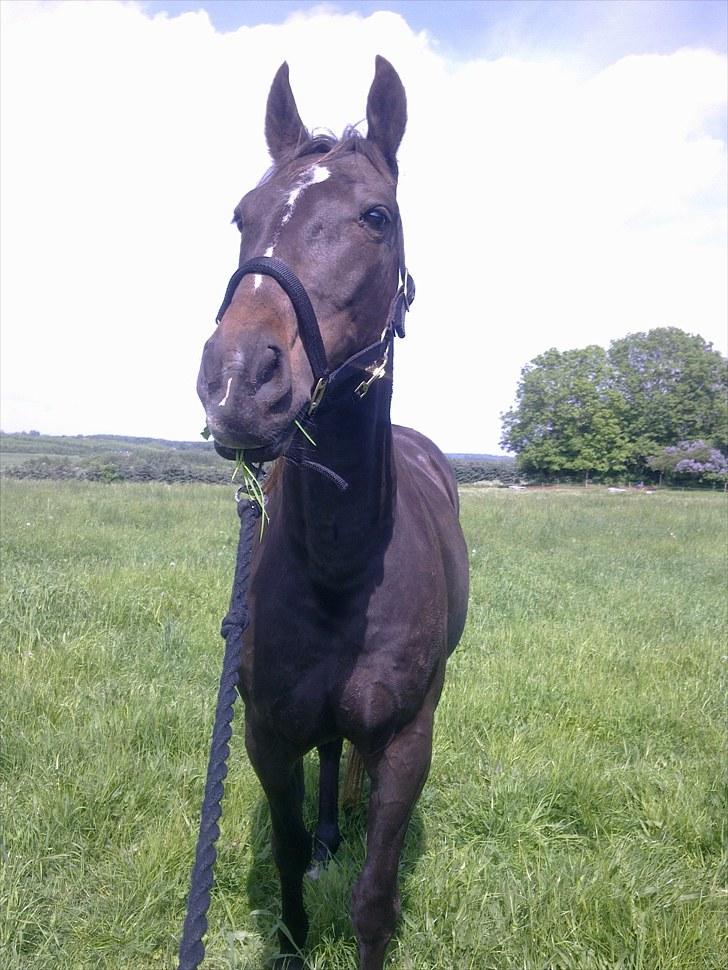 De bedste sommerbilleder :) billede 22