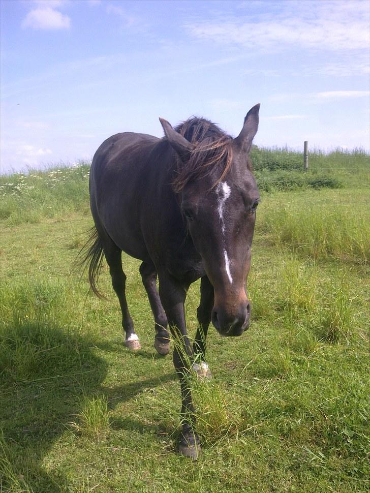 De bedste sommerbilleder :) billede 23