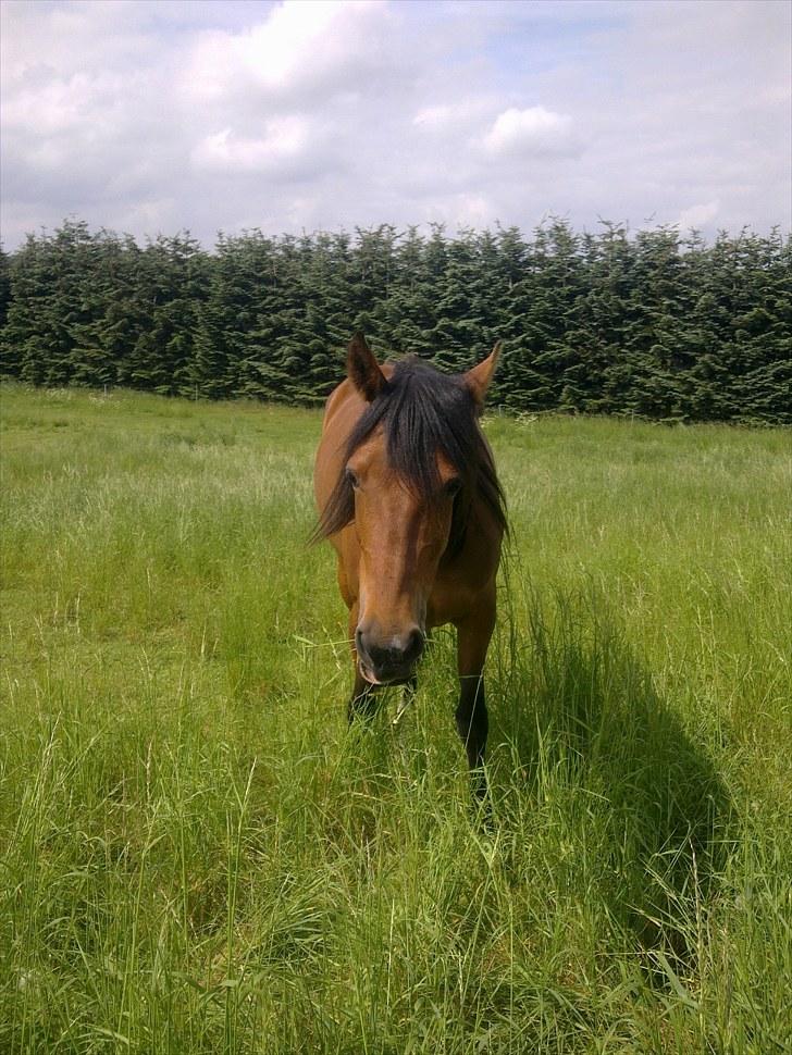 De bedste sommerbilleder :) billede 24