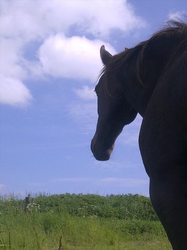 De bedste sommerbilleder :) billede 25