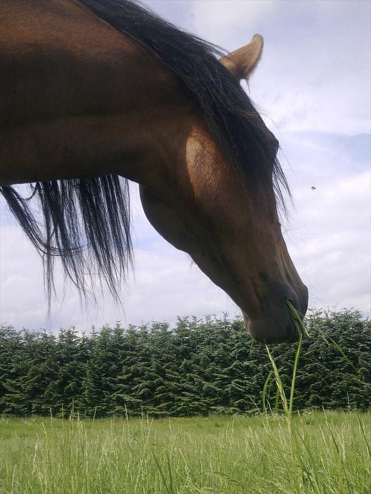 De bedste sommerbilleder :) billede 26