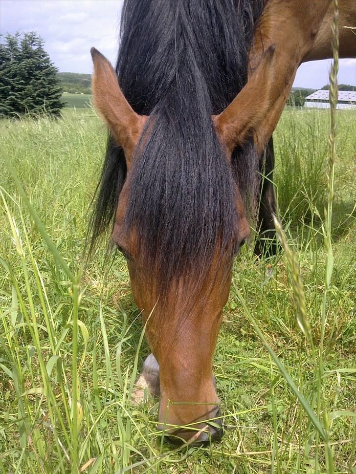 De bedste sommerbilleder :) billede 28