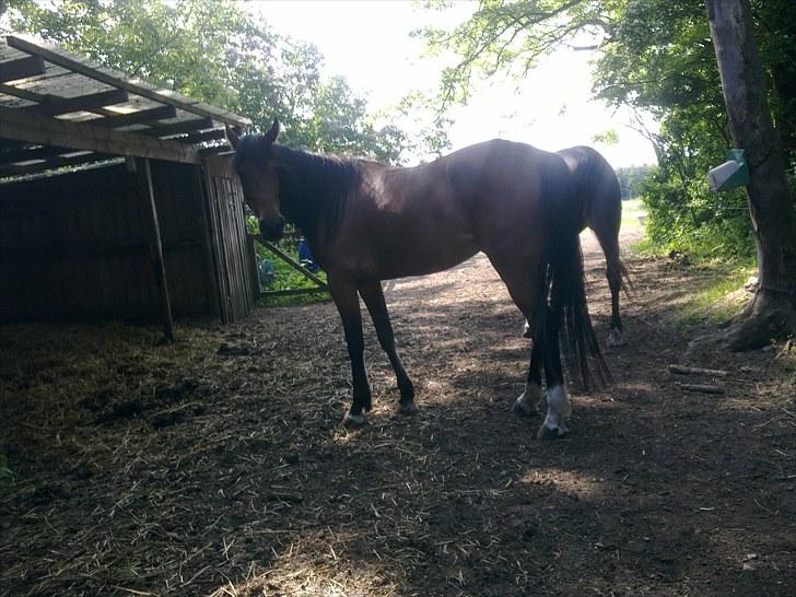 De bedste sommerbilleder :) billede 31