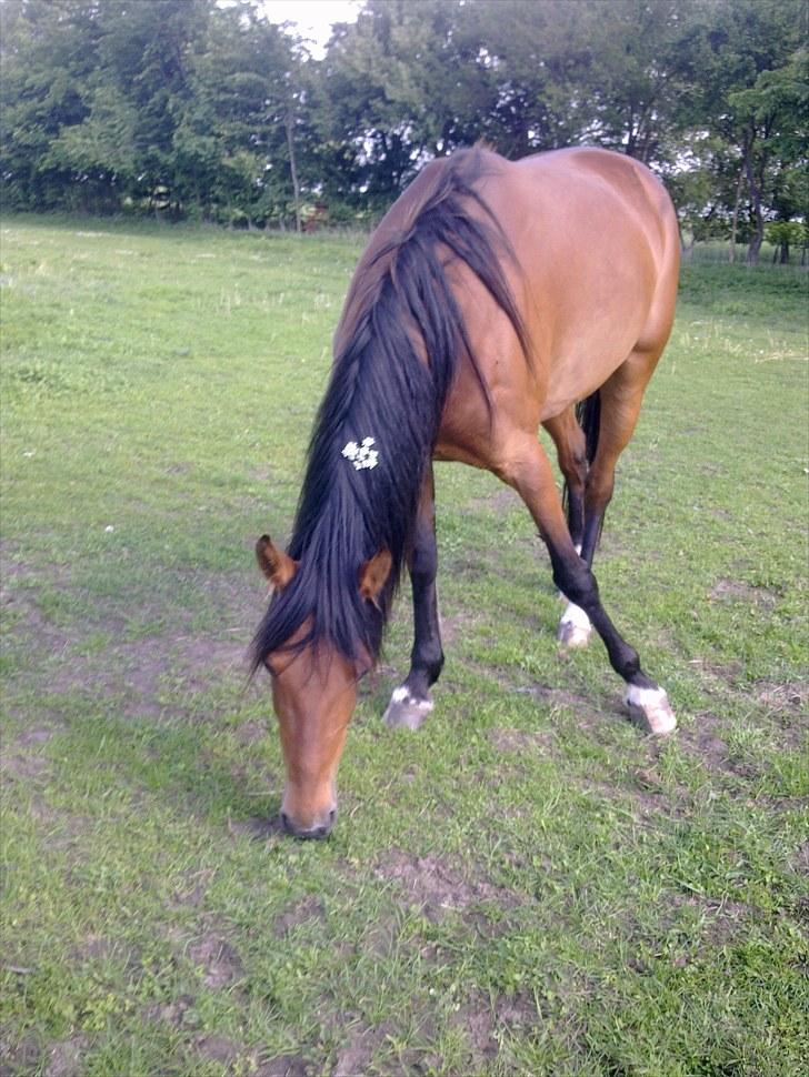 De bedste sommerbilleder :) billede 34