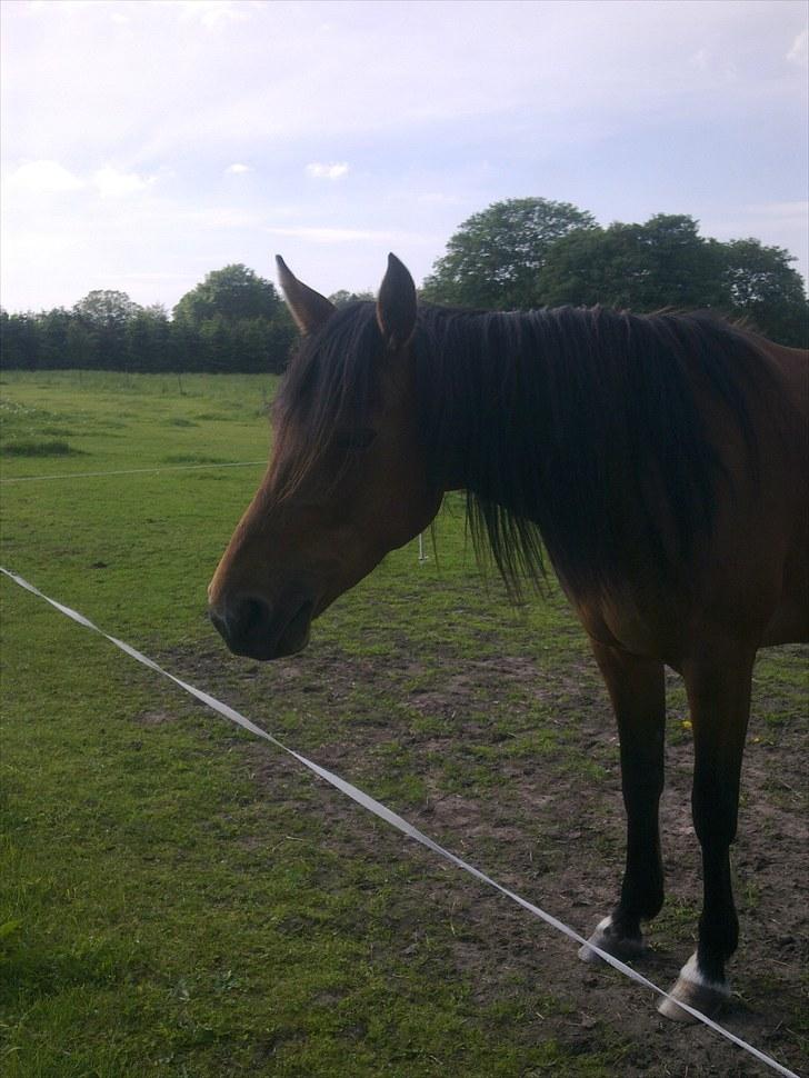 De bedste sommerbilleder :) billede 39