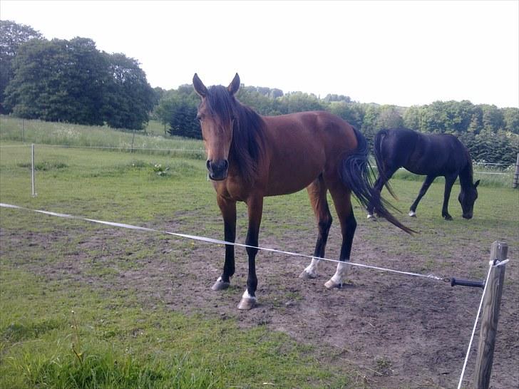 De bedste sommerbilleder :) billede 40