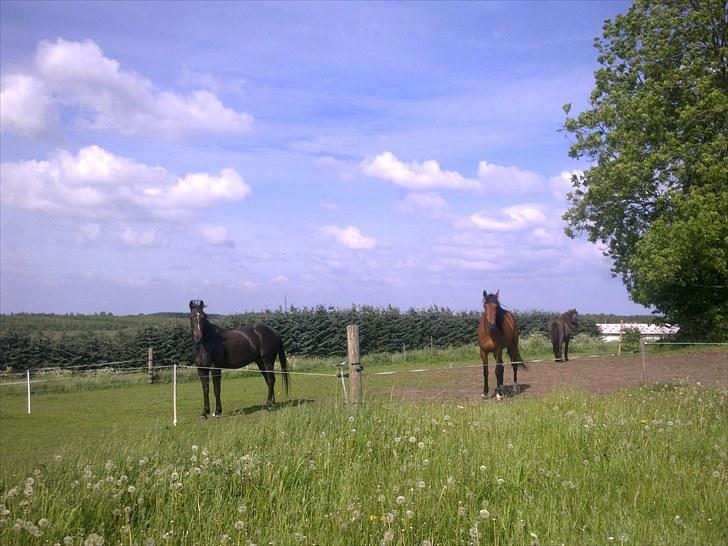 De bedste sommerbilleder :) billede 41