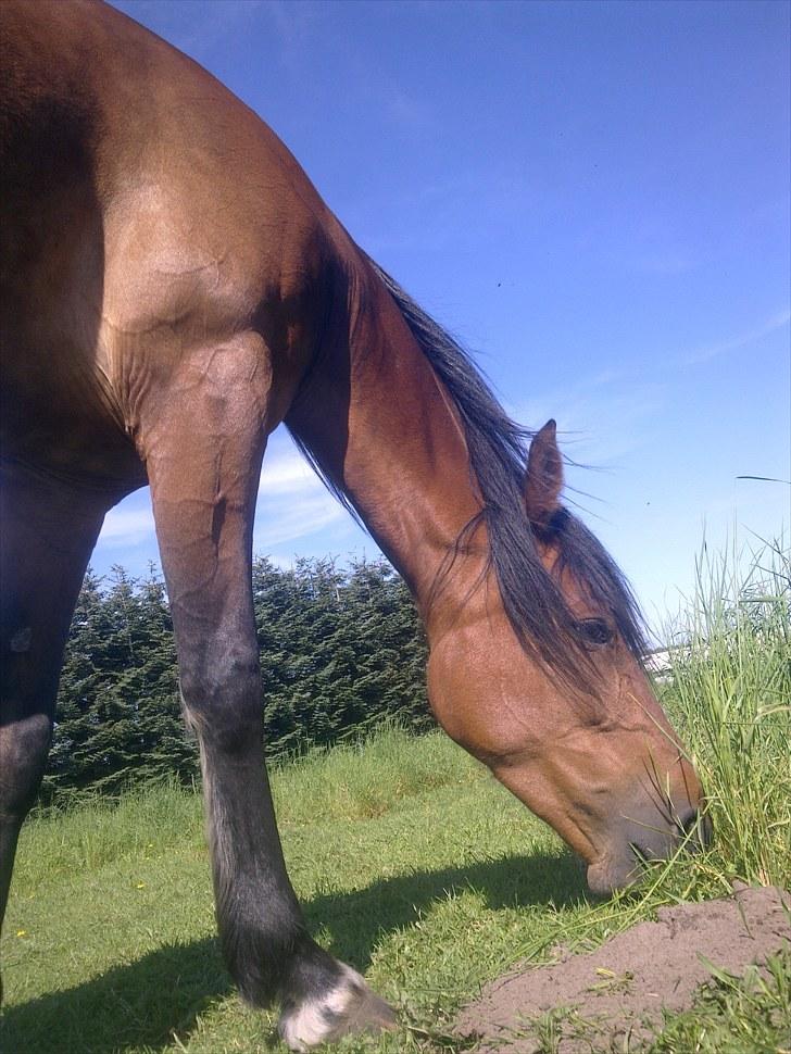 De bedste sommerbilleder :) billede 42