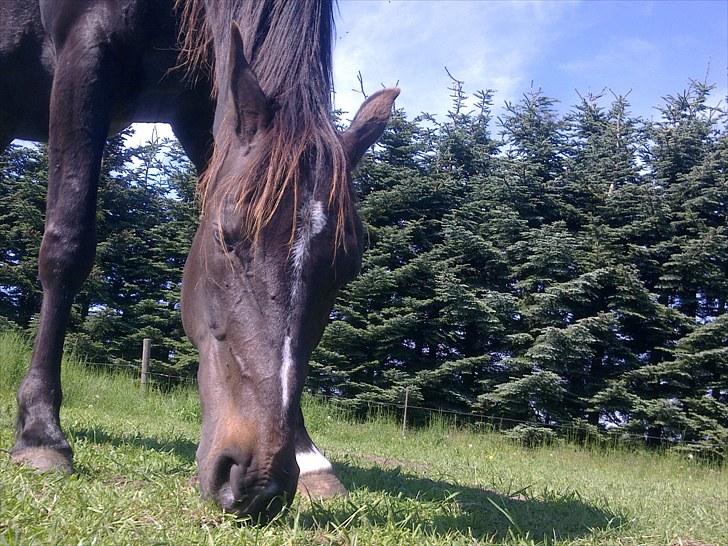 De bedste sommerbilleder :) billede 43