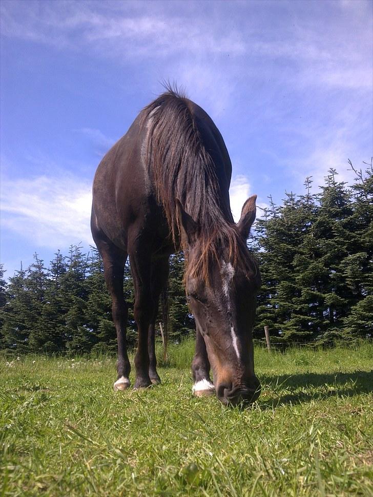 De bedste sommerbilleder :) billede 44