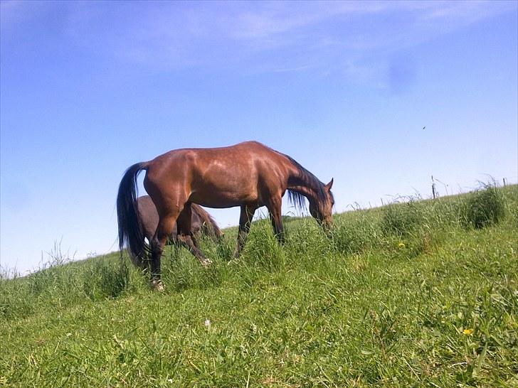 De bedste sommerbilleder :) billede 45