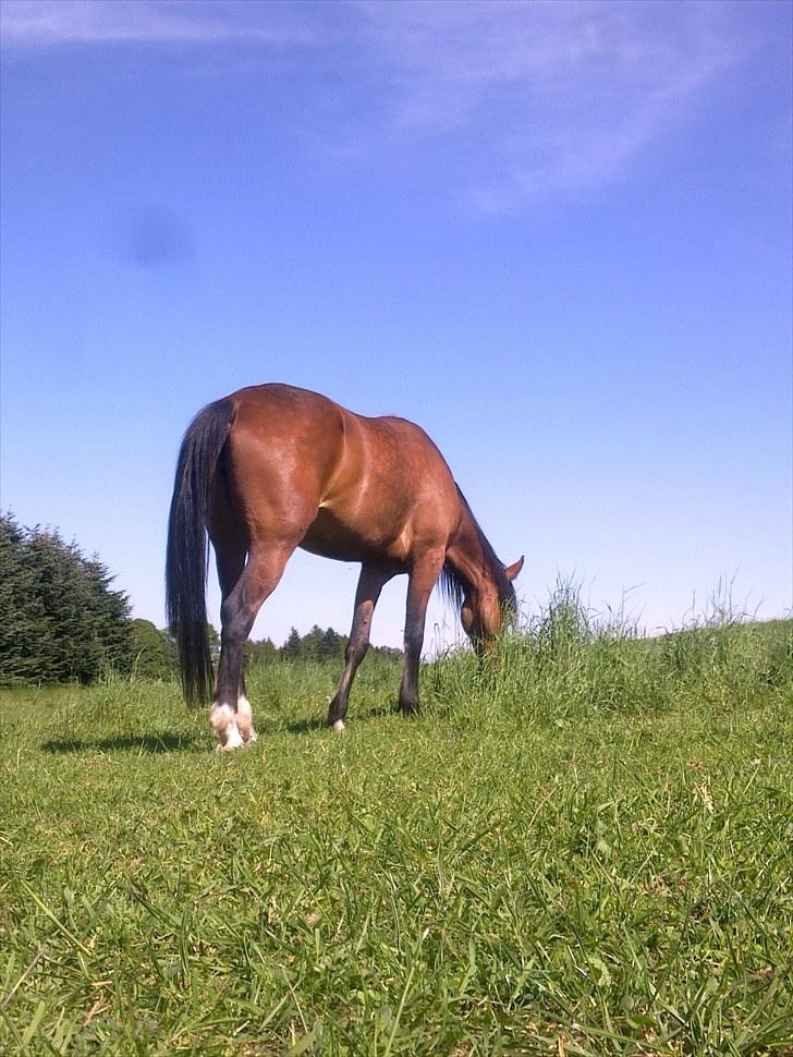 De bedste sommerbilleder :) billede 46