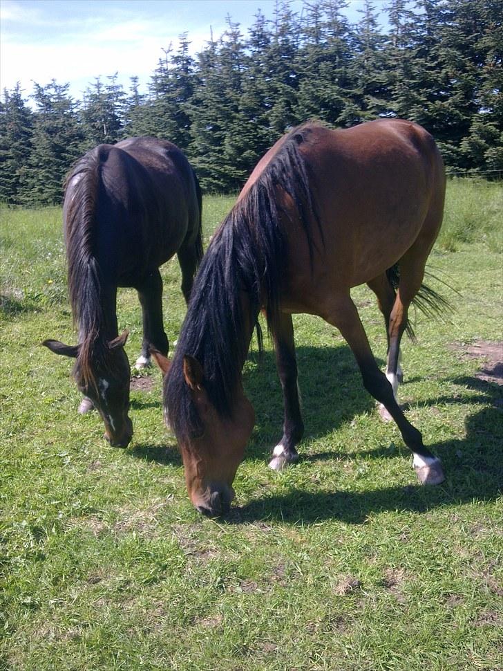 De bedste sommerbilleder :) billede 48