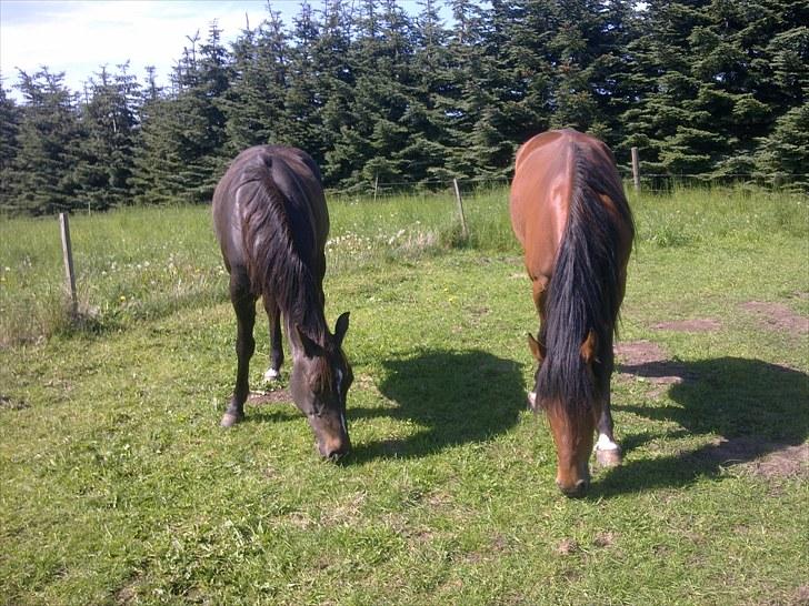 De bedste sommerbilleder :) billede 49