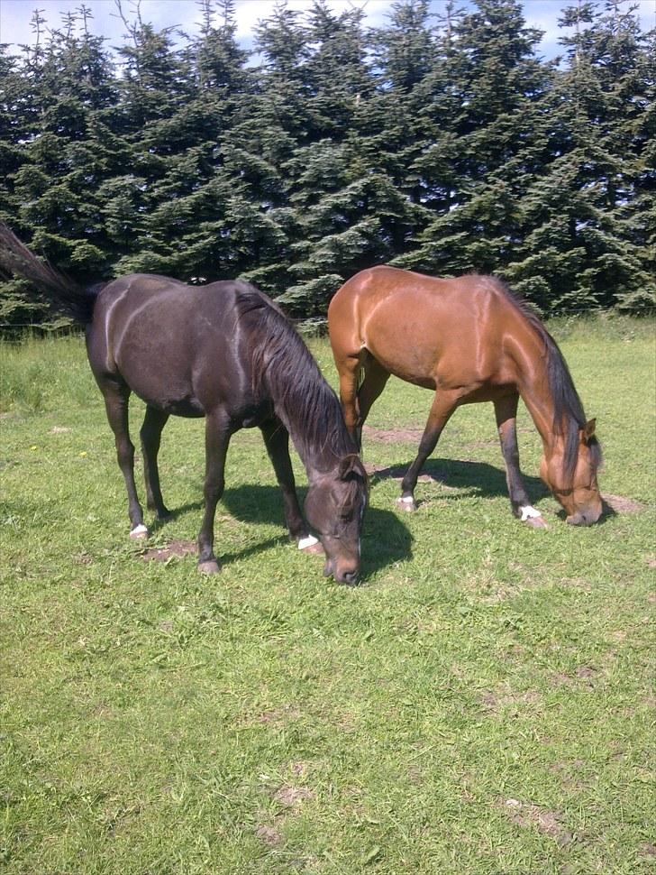 De bedste sommerbilleder :) billede 50