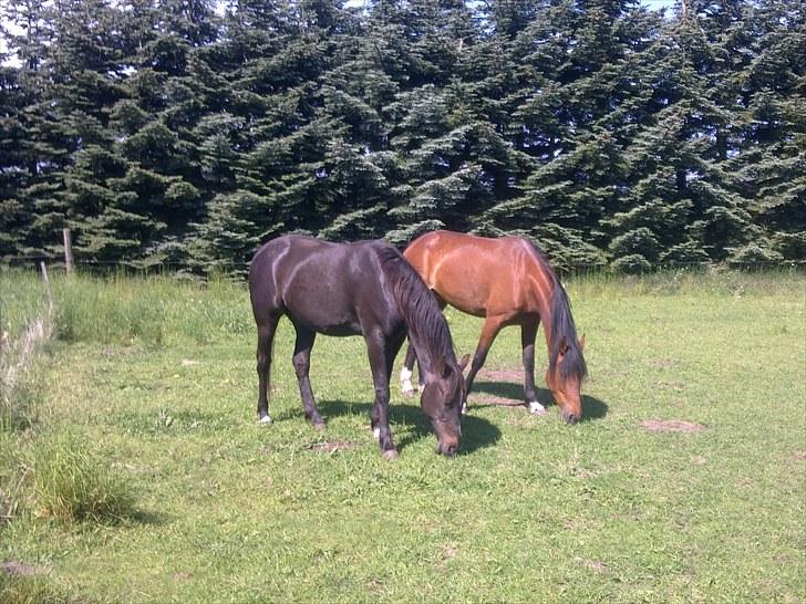 De bedste sommerbilleder :) billede 52