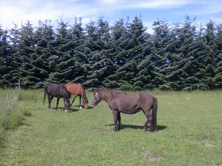 De bedste sommerbilleder :) billede 53