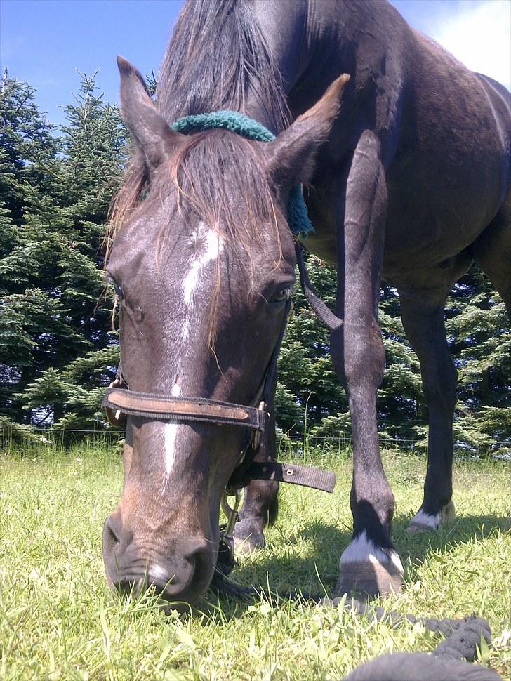 De bedste sommerbilleder :) billede 54