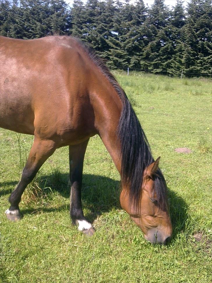 De bedste sommerbilleder :) billede 55