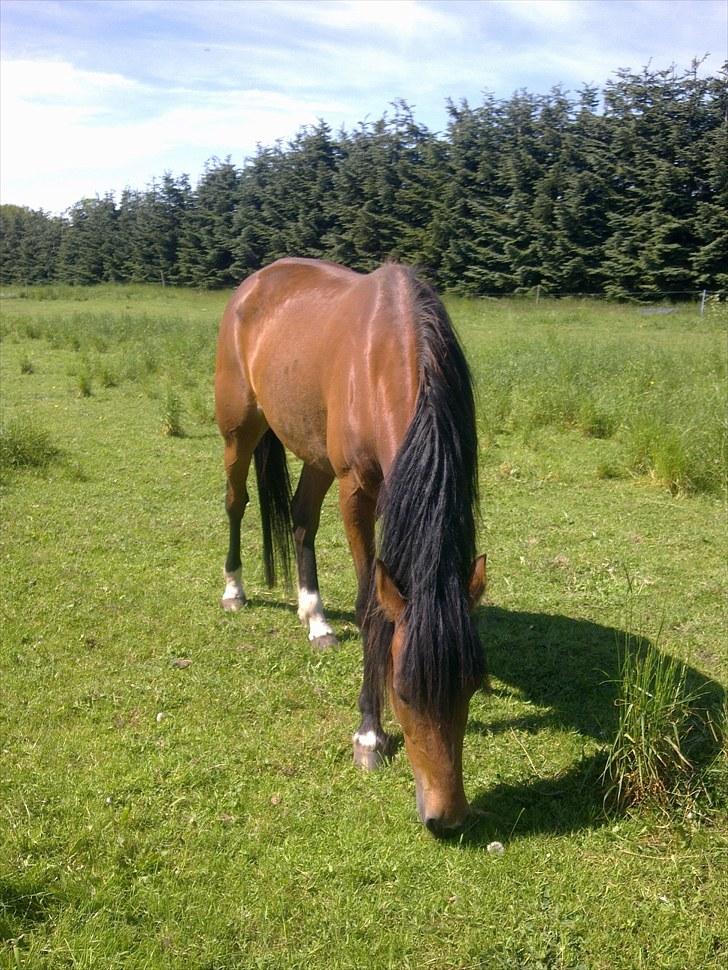 De bedste sommerbilleder :) billede 56