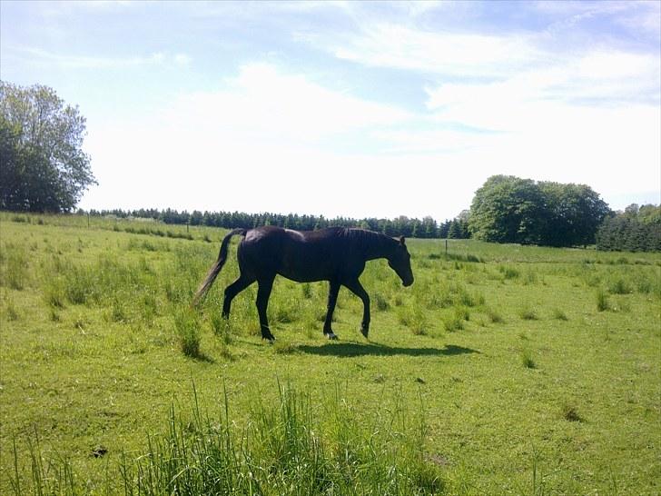 De bedste sommerbilleder :) billede 57