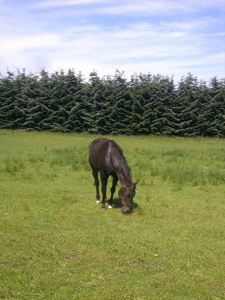 De bedste sommerbilleder :) billede 58