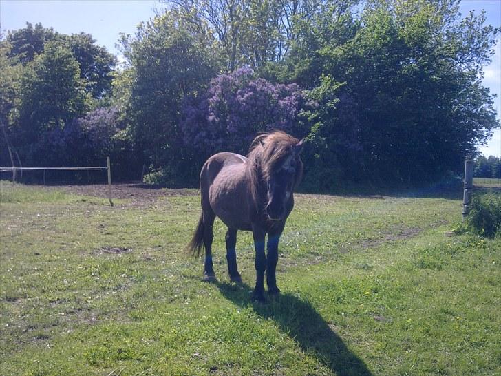 De bedste sommerbilleder :) billede 60