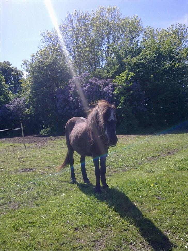 De bedste sommerbilleder :) billede 61