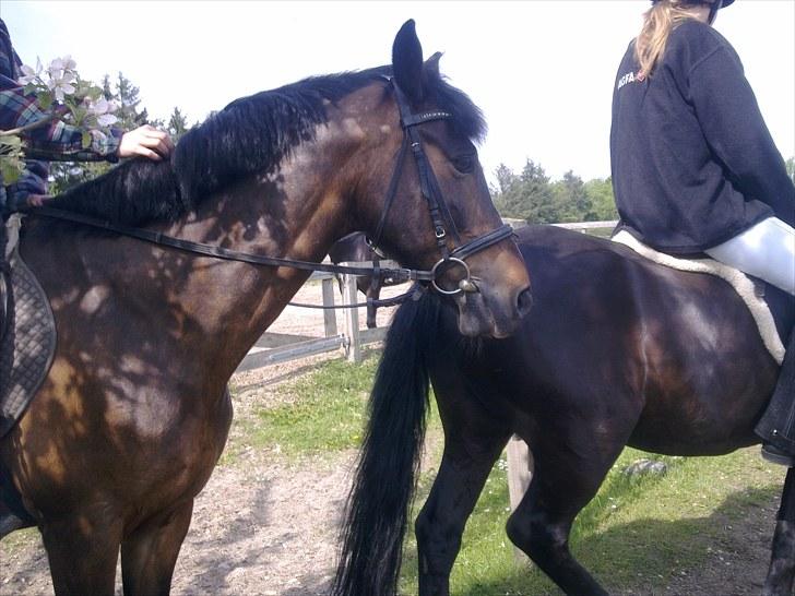 De bedste sommerbilleder :) billede 66