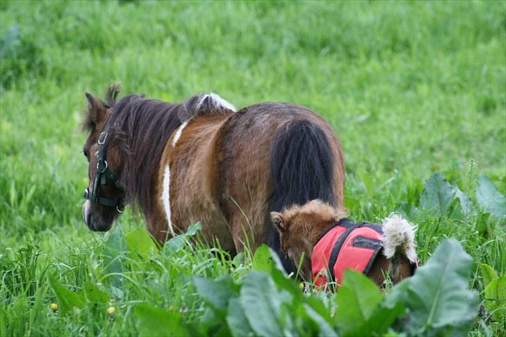 Gizella & miniature føl. billede 1