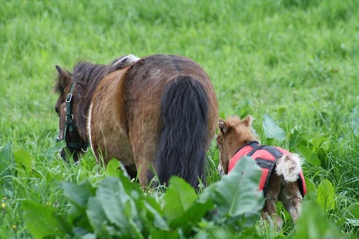 Gizella & miniature føl. billede 2