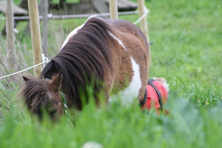 Gizella & miniature føl. billede 3