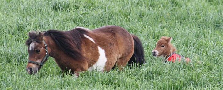 Gizella & miniature føl. billede 4