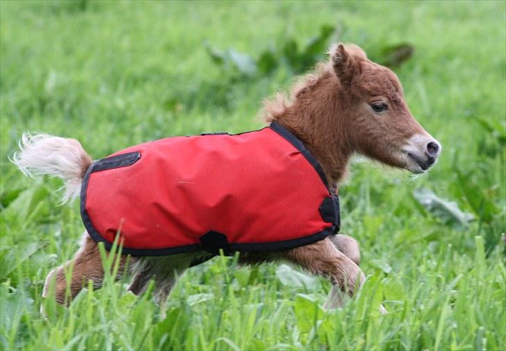 Gizella & miniature føl. billede 5