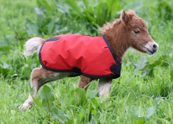 Gizella & miniature føl. billede 6