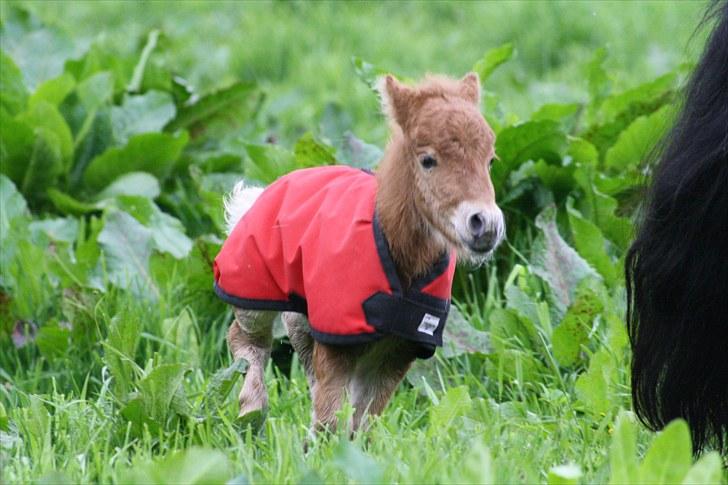 Gizella & miniature føl. billede 7