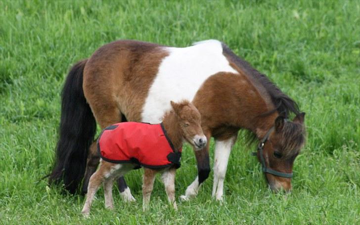 Gizella & miniature føl. billede 8