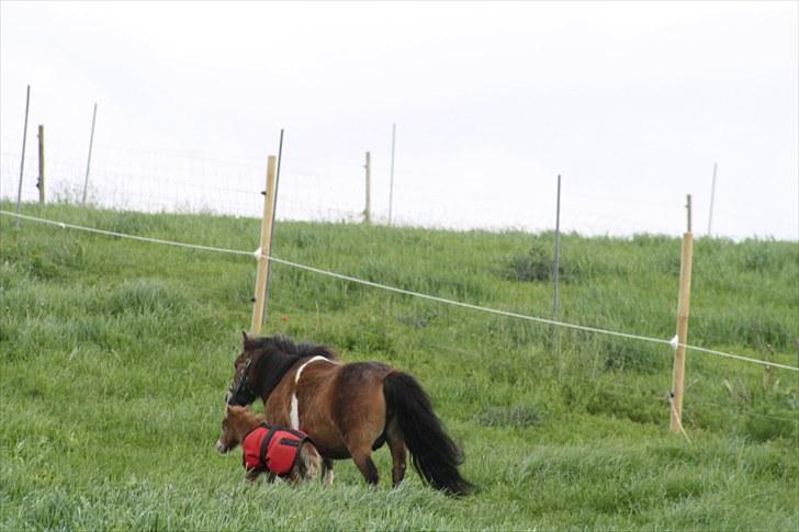 Gizella & miniature føl. billede 9