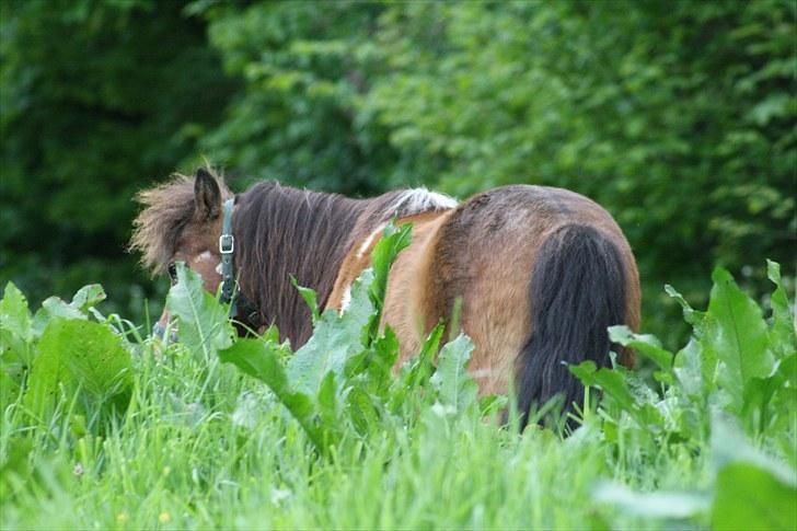 Gizella & miniature føl. billede 10