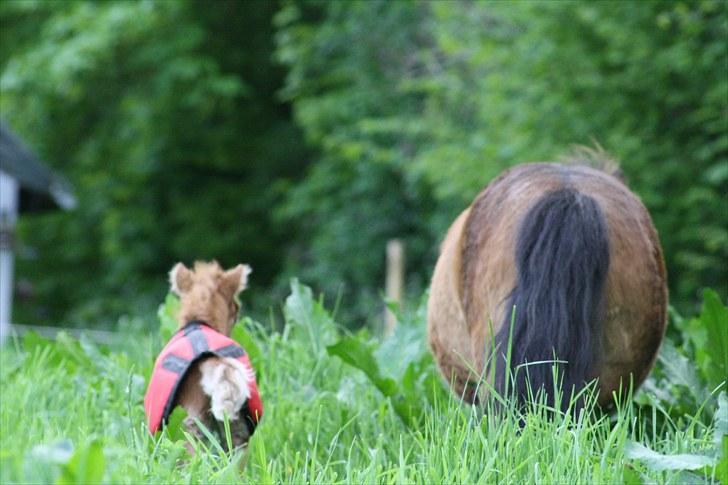 Gizella & miniature føl. billede 11