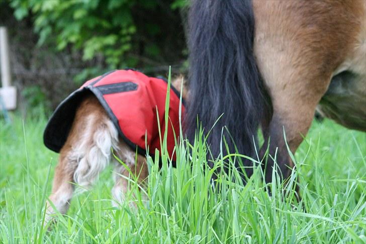 Gizella & miniature føl. billede 12