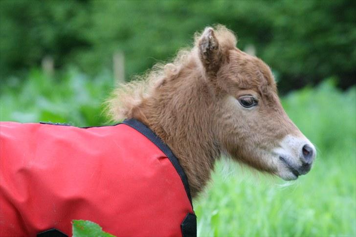 Gizella & miniature føl. billede 13