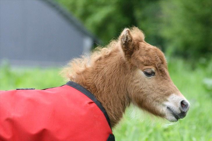 Gizella & miniature føl. billede 14