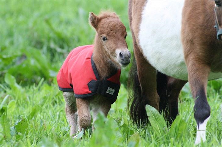 Gizella & miniature føl. billede 15