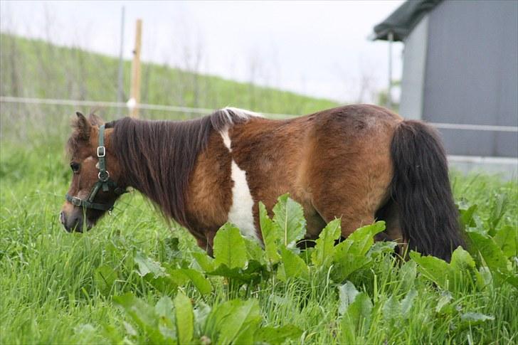 Gizella & miniature føl. billede 16