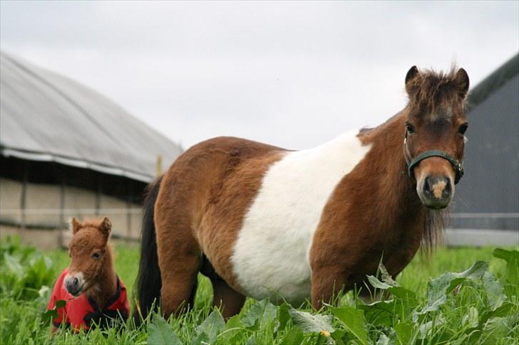 Gizella & miniature føl. billede 17