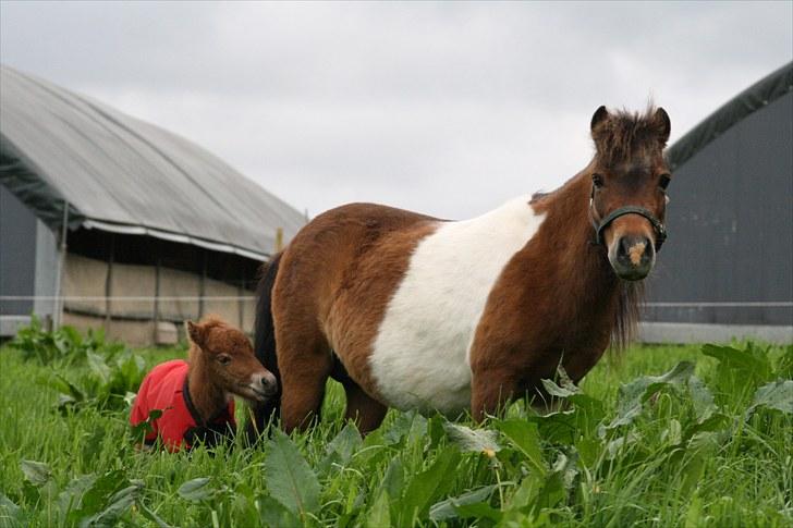 Gizella & miniature føl. billede 18