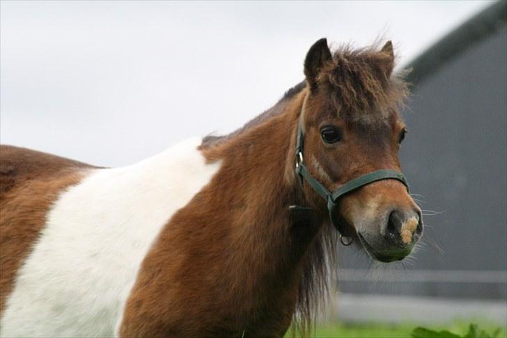 Gizella & miniature føl. billede 19