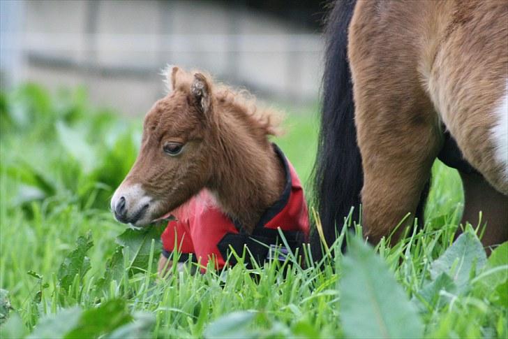 Gizella & miniature føl. billede 20