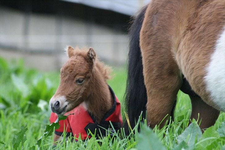 Gizella & miniature føl. billede 21